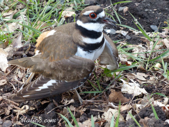 Killdeer with broken wing act