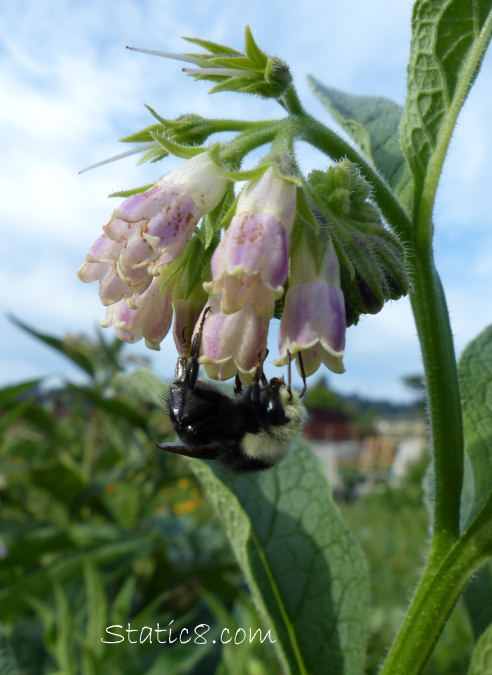 bumble bee on comfrey