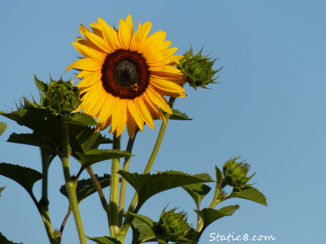 community garden sunflower