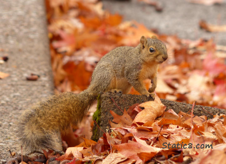 Autumn Squirrel