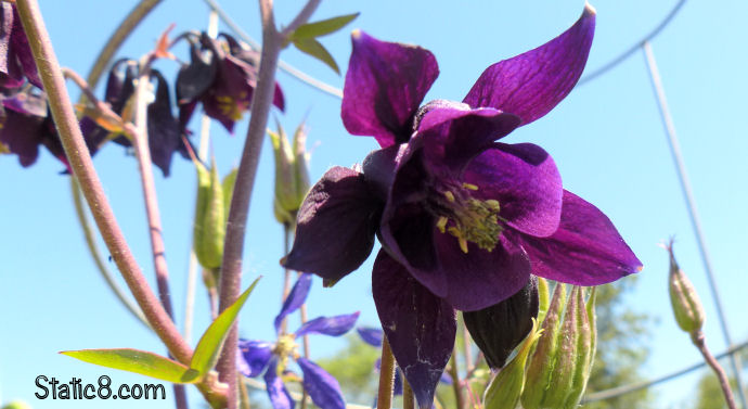 Columbine blooming in our garden plot