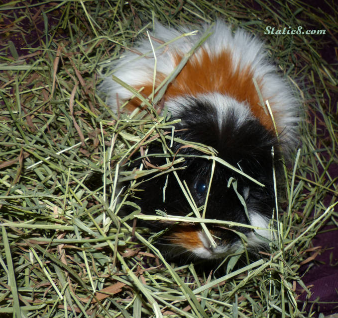 Last photo of Ethel the guinea pig