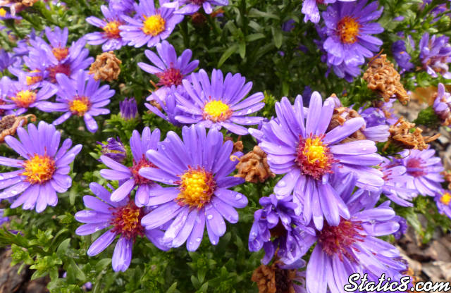 asters