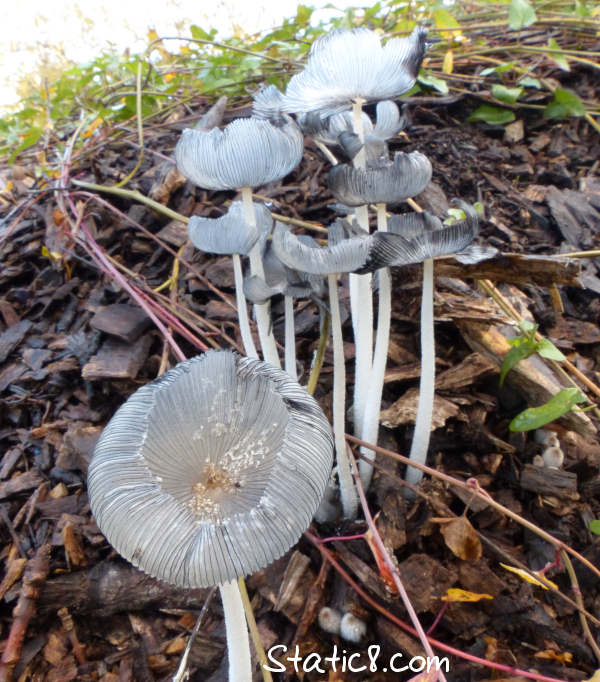 delicate mushrooms