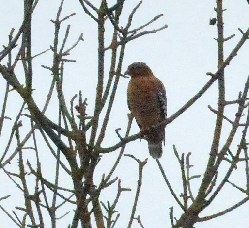 Red Shouldered Hawk in a tree