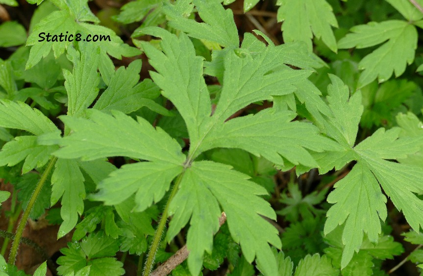 Pacific Waterleaf