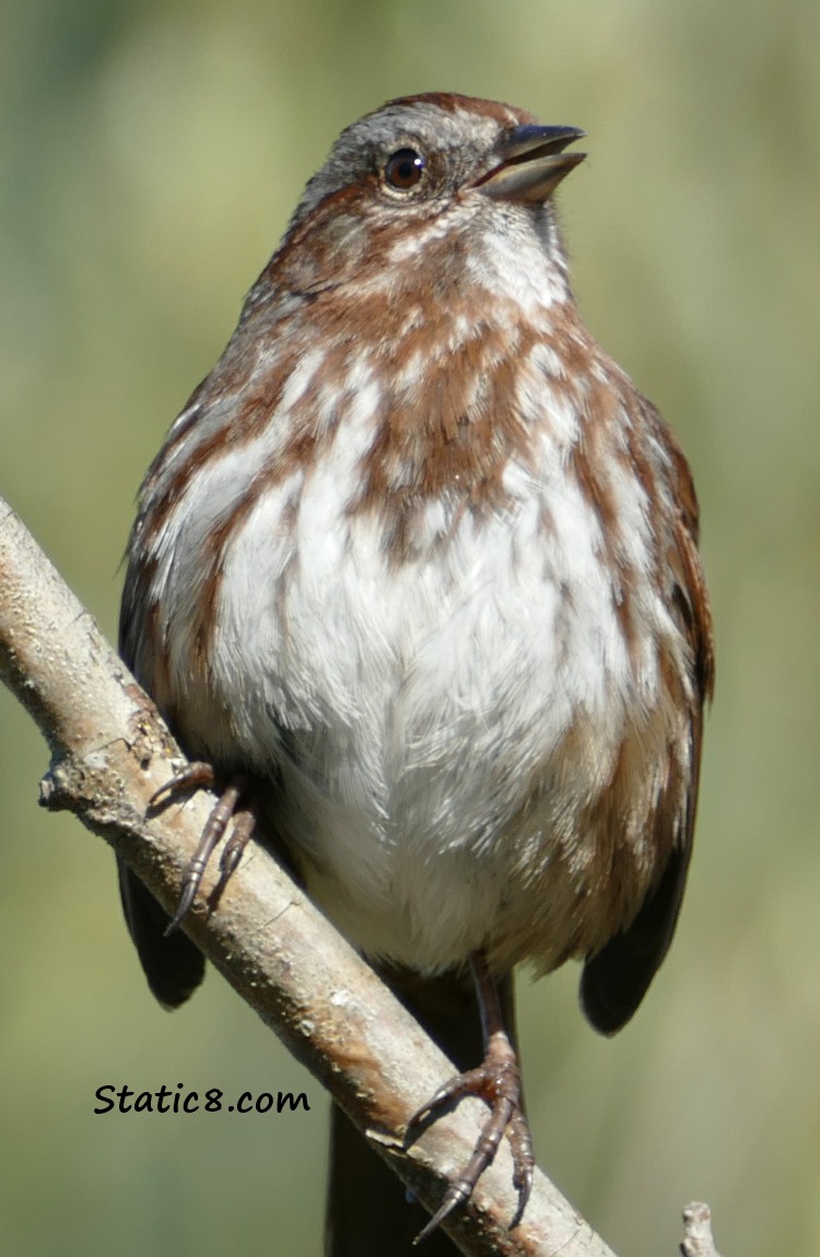 Song Sparrow in song