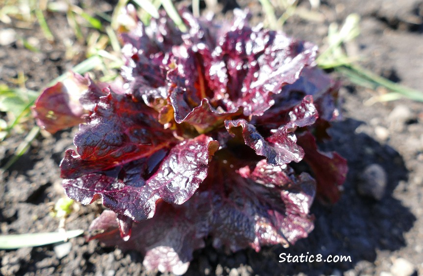 Volunteer Lettuce