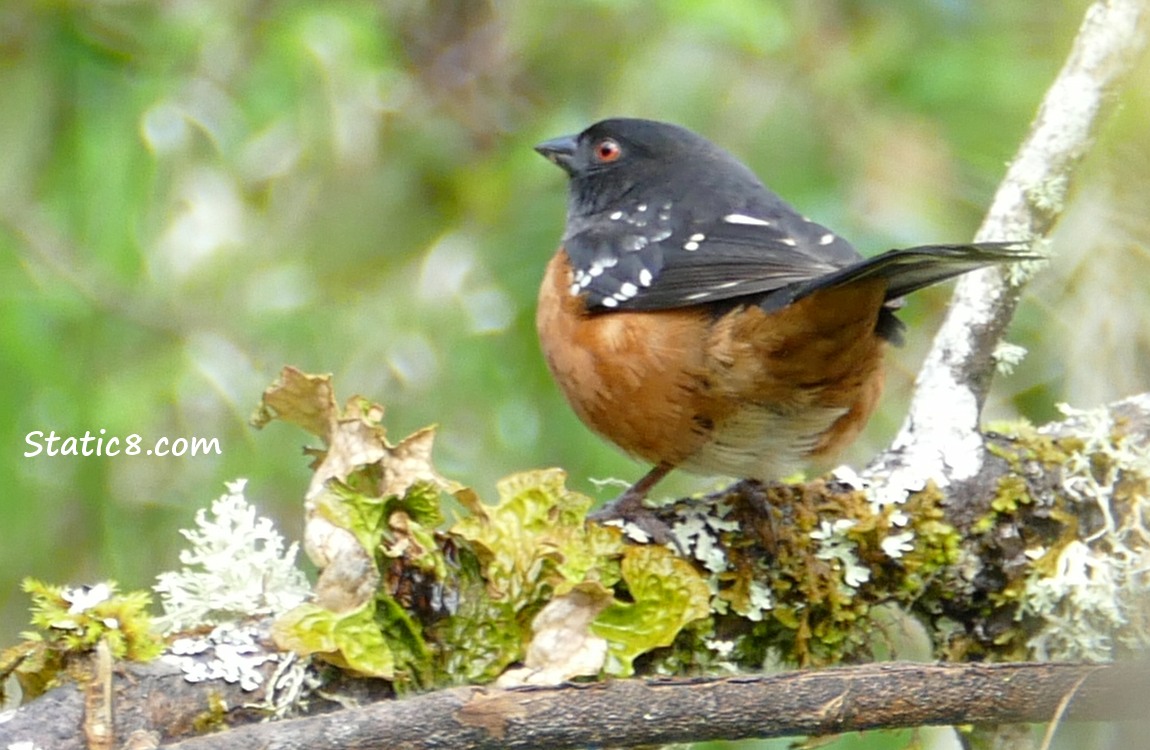 Spotted Towhee standing on a branch full of lichen