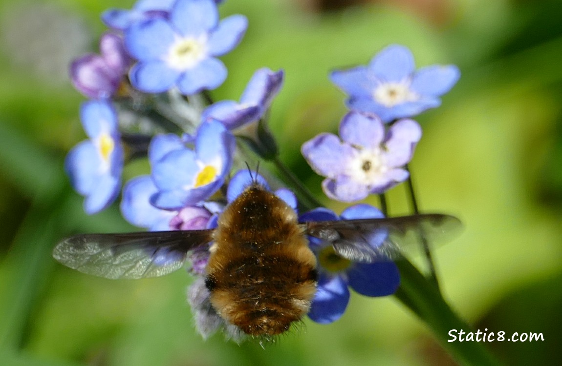 a bug sitting on some Forget-me-nots