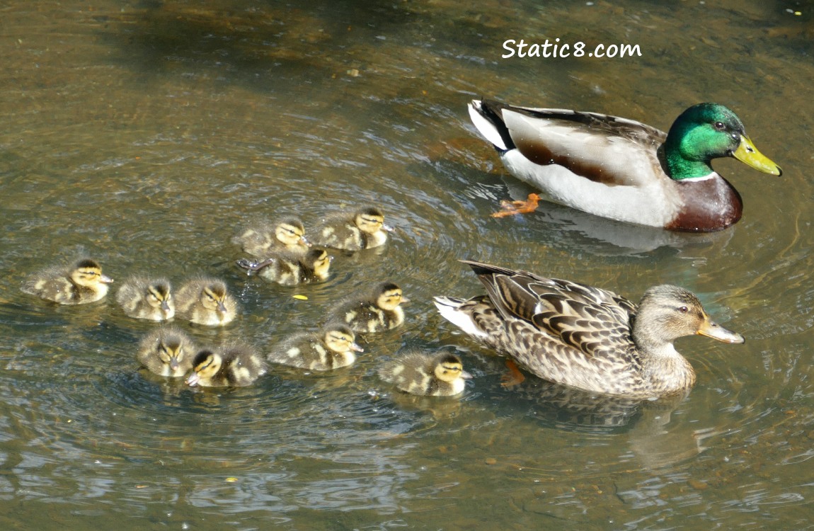 11 Mallard ducklings with Mom and Dad