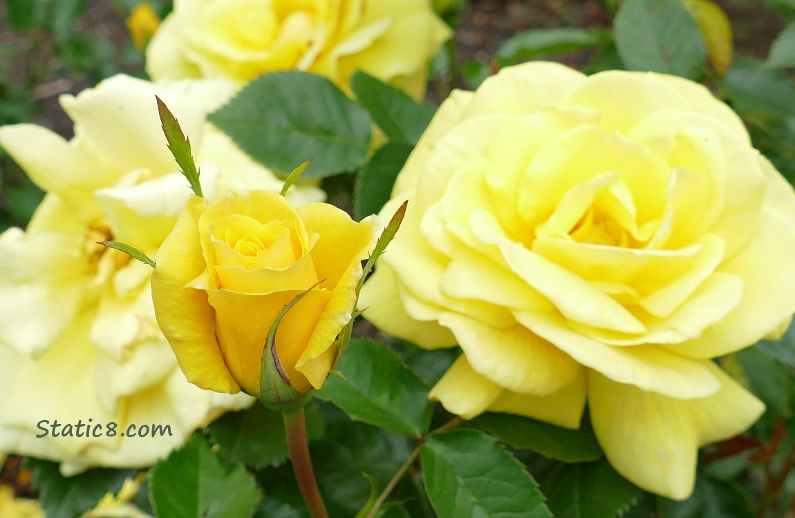 Sunsprite Roses