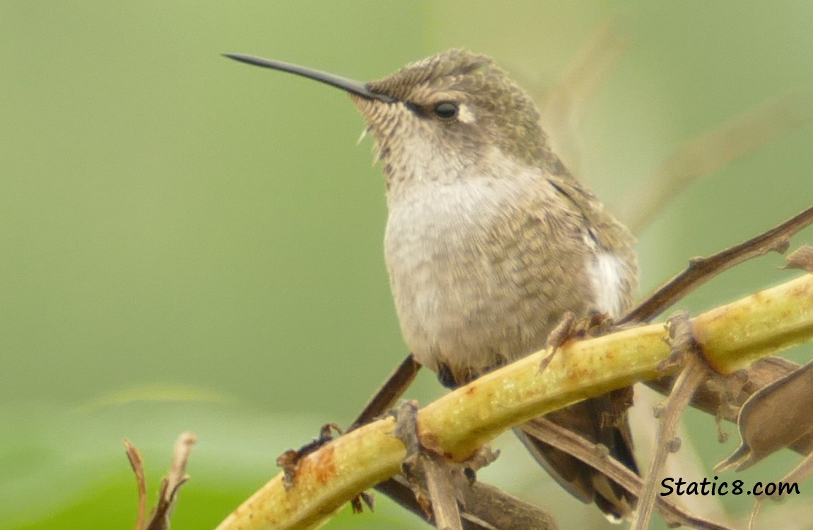 Female Anna Hummingbird