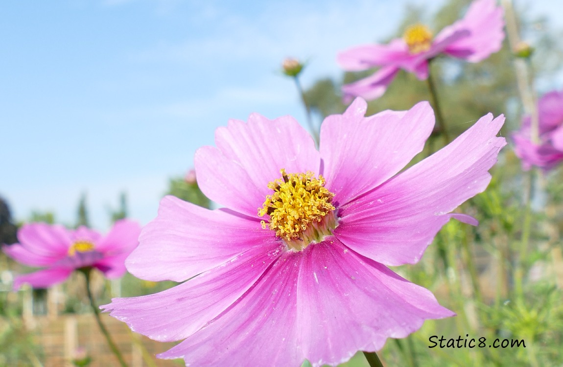 Blue sky Cosmos