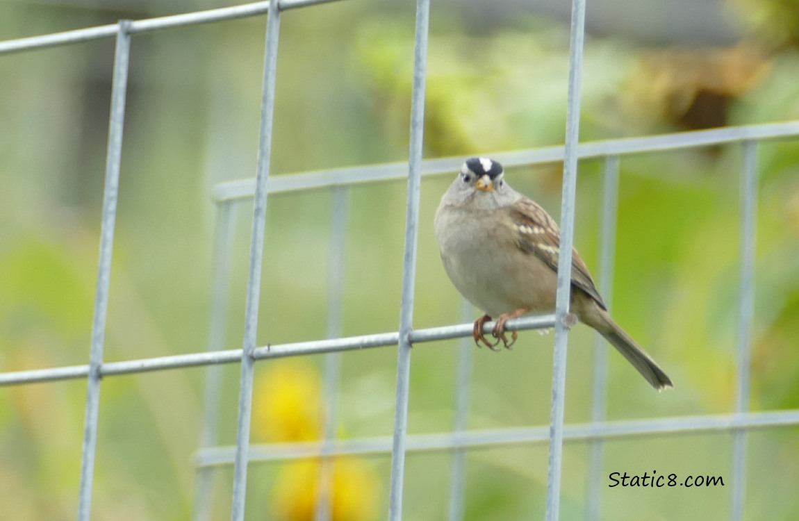 White Crowned Sparrow