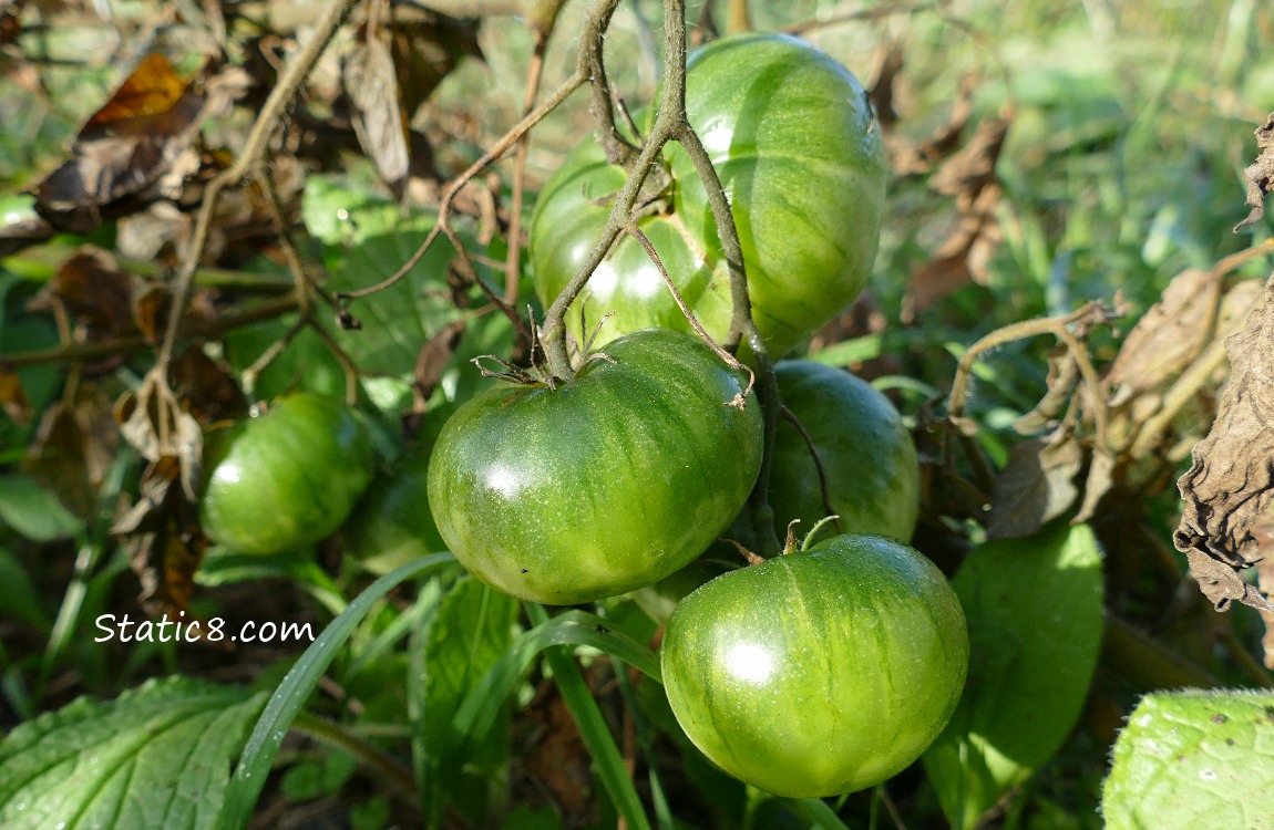 Green Bramdywine Tomatoes on the vine