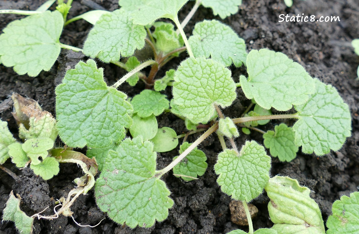 a small Dead Nettle plant