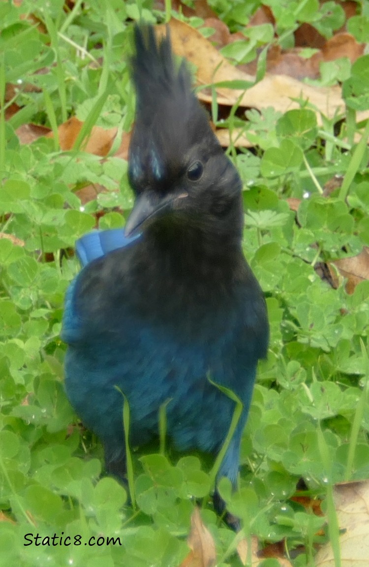 Steller Jay, with a cheeky glance!