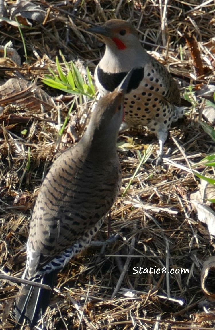 Two male Norther Flickers