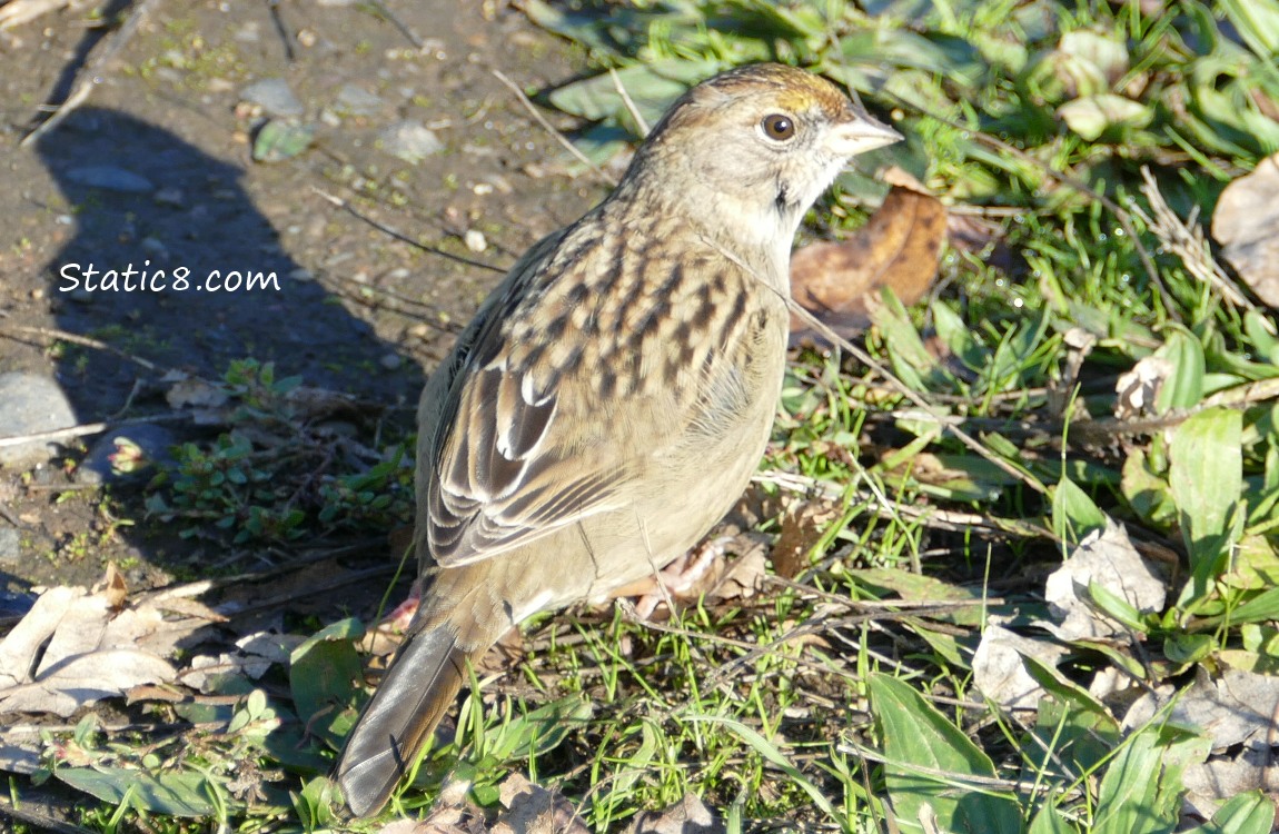 Golden Crowned Sparrow