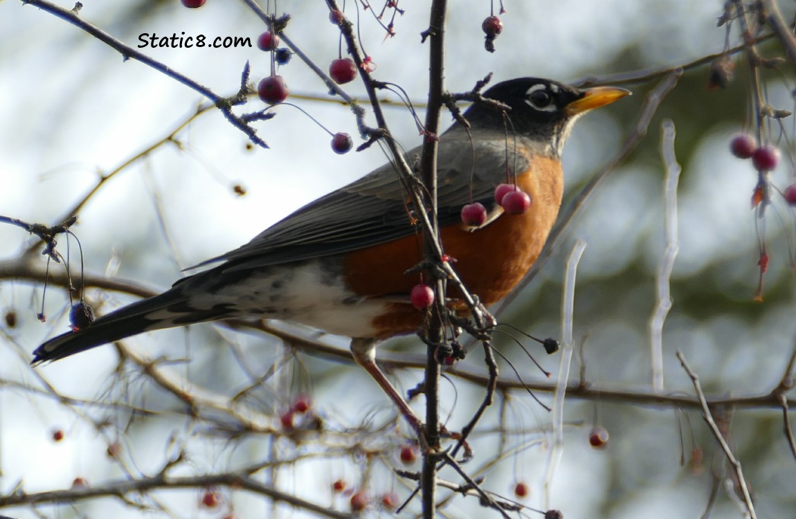 An American Robin, perched amongst some berries