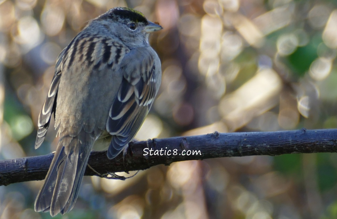 Golden Crowned Sparrow