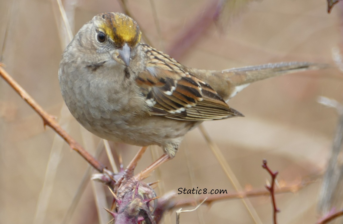 Golden Crowned Sparrow