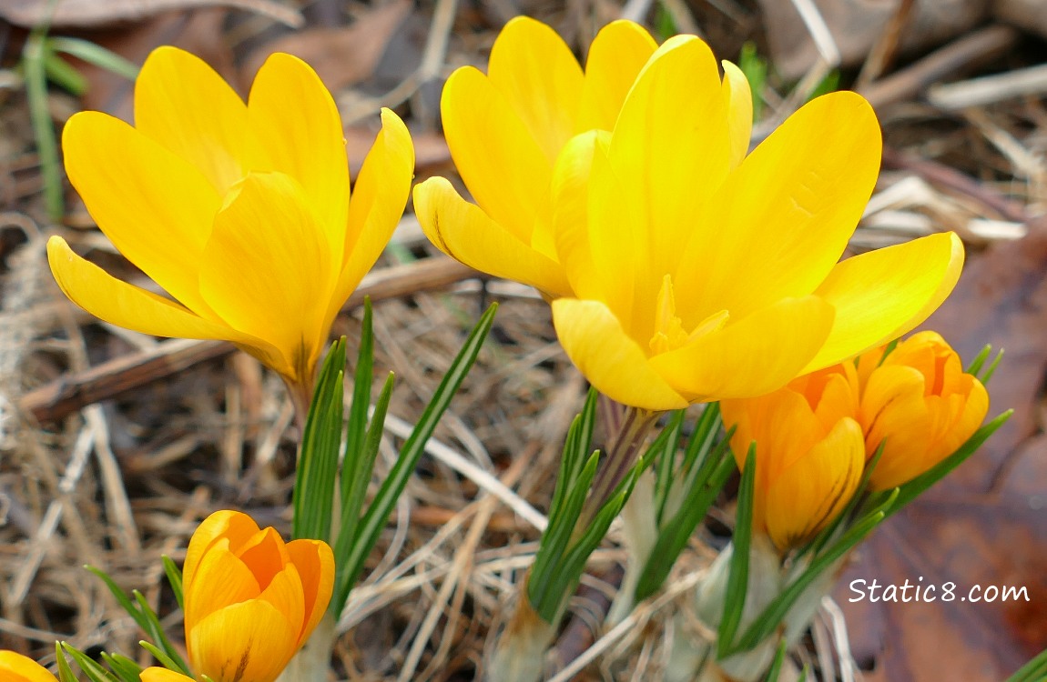 bloomoing Yellow Crocuses