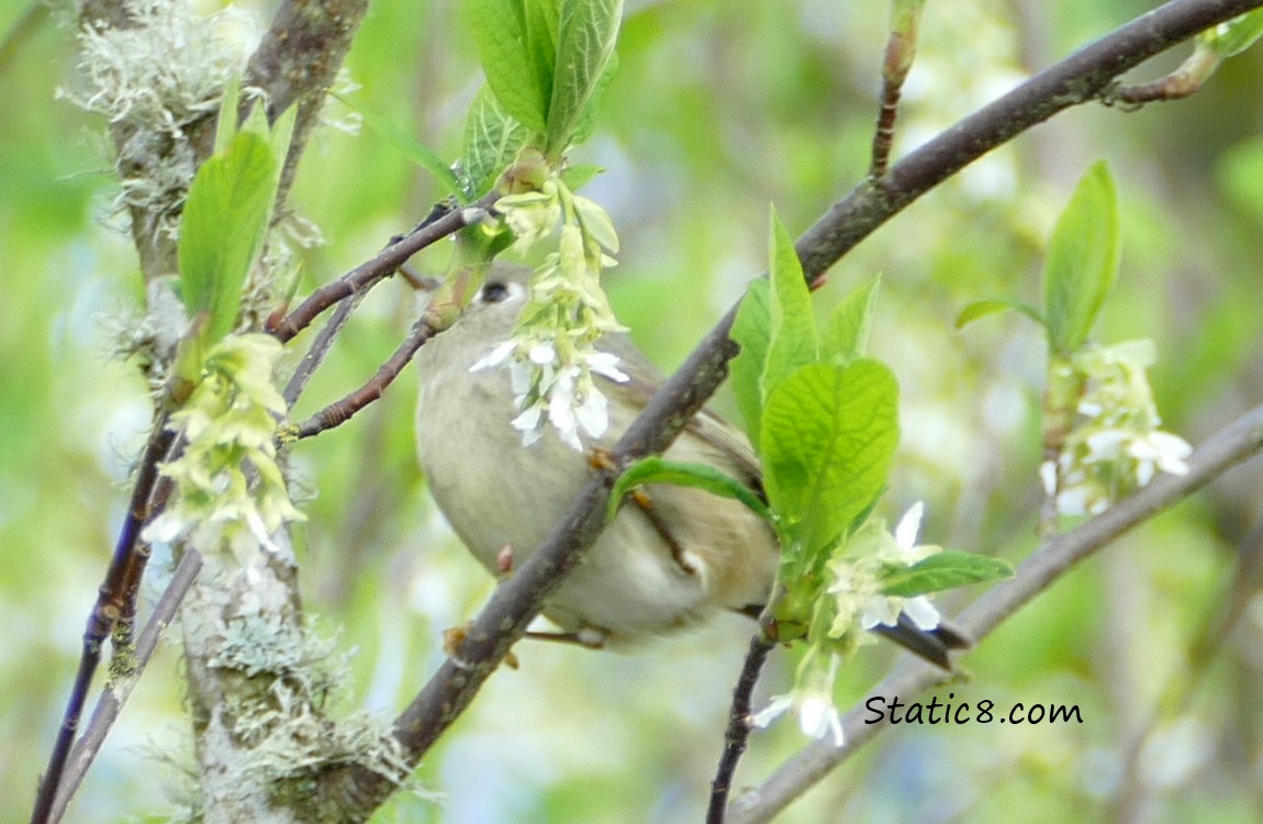 Little bird mostly hidden behind Osoberry blooms