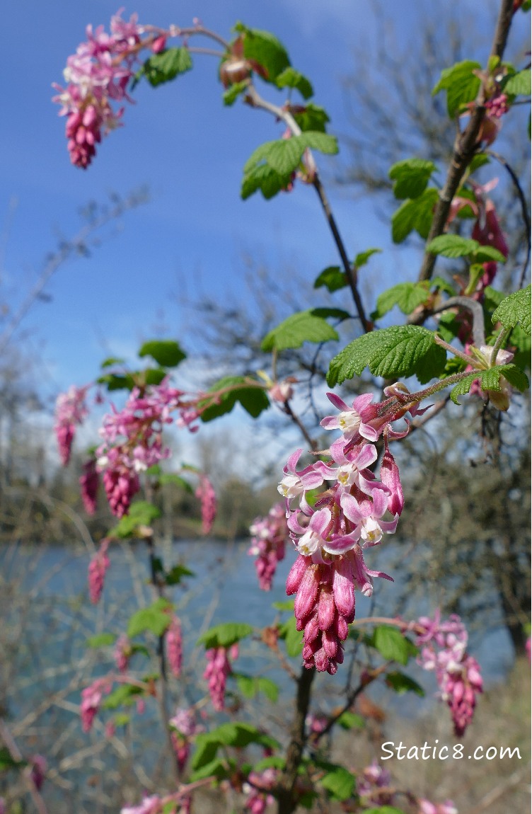 Red Flowering Current blooms with river and blue sky in the background