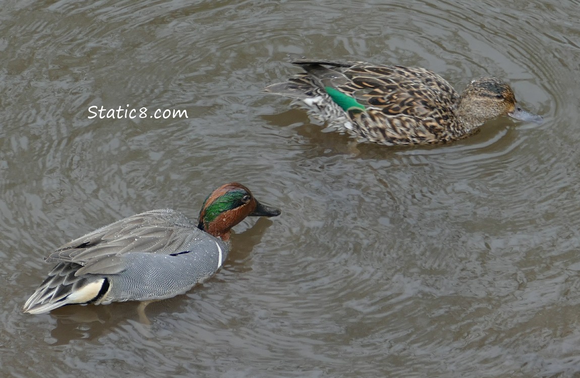 Male and female Green Winged Teals