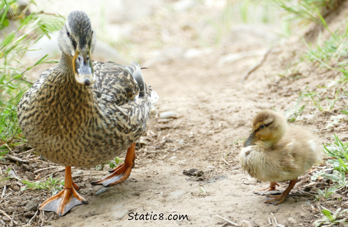 Female Mallard and her baby