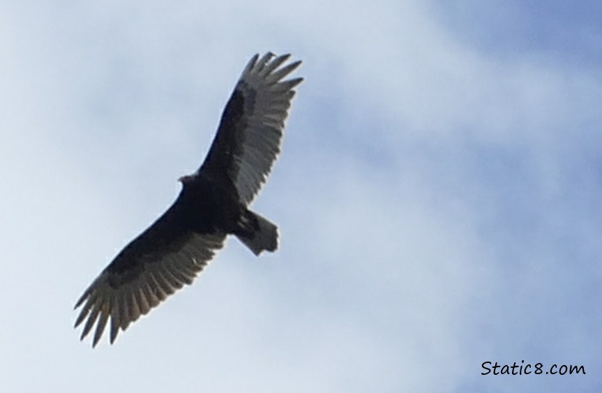 Looking up at a vulture flying, clouds and sky in the background