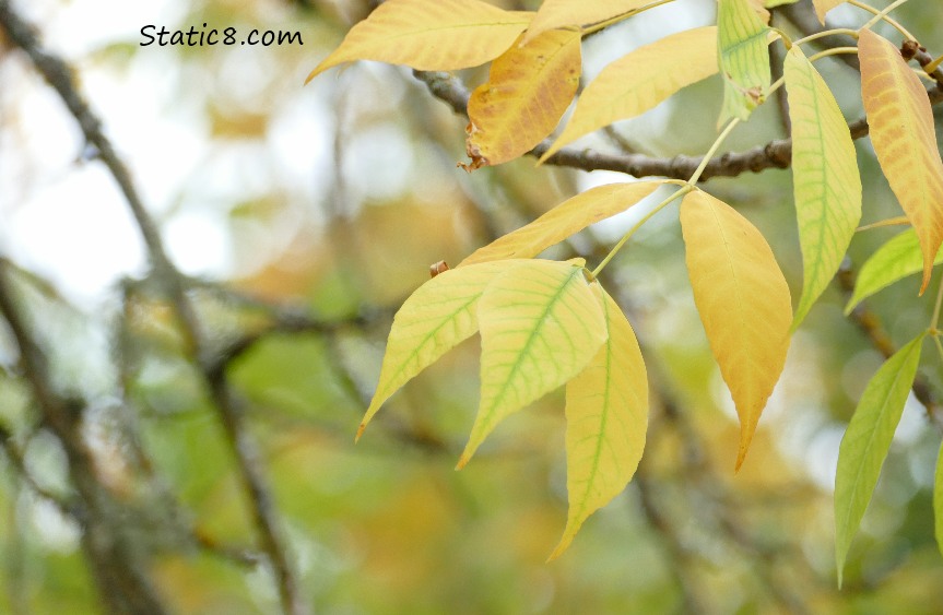 Yellow fall leaves