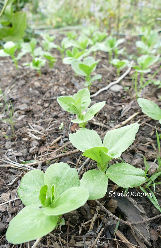 Baby fava plants