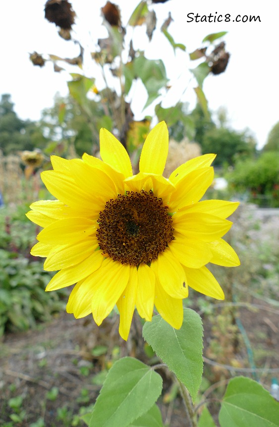 Small sunflower bloom with brown dying blooms behind it