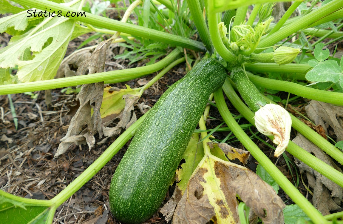 Green zucchini on the plant