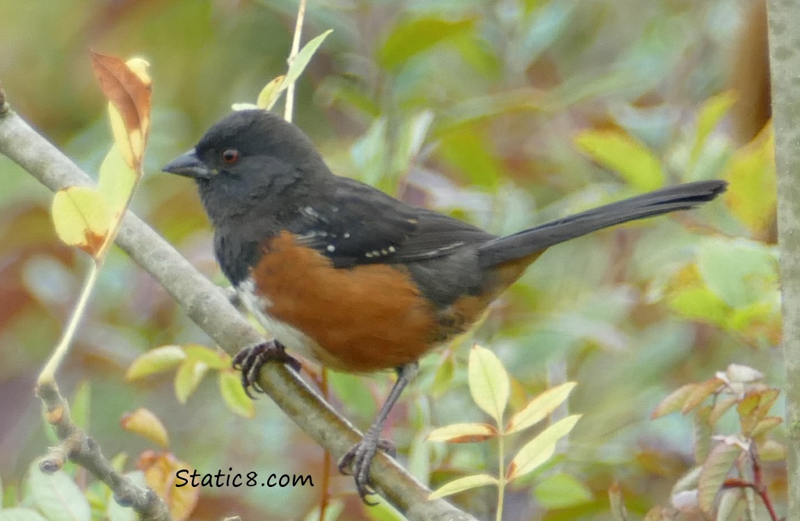 Spotted Towhee