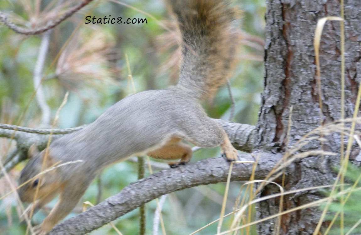 blurry Eastern Fox Squirrel running away