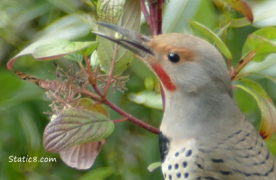 Northern Flicker eating a white berry