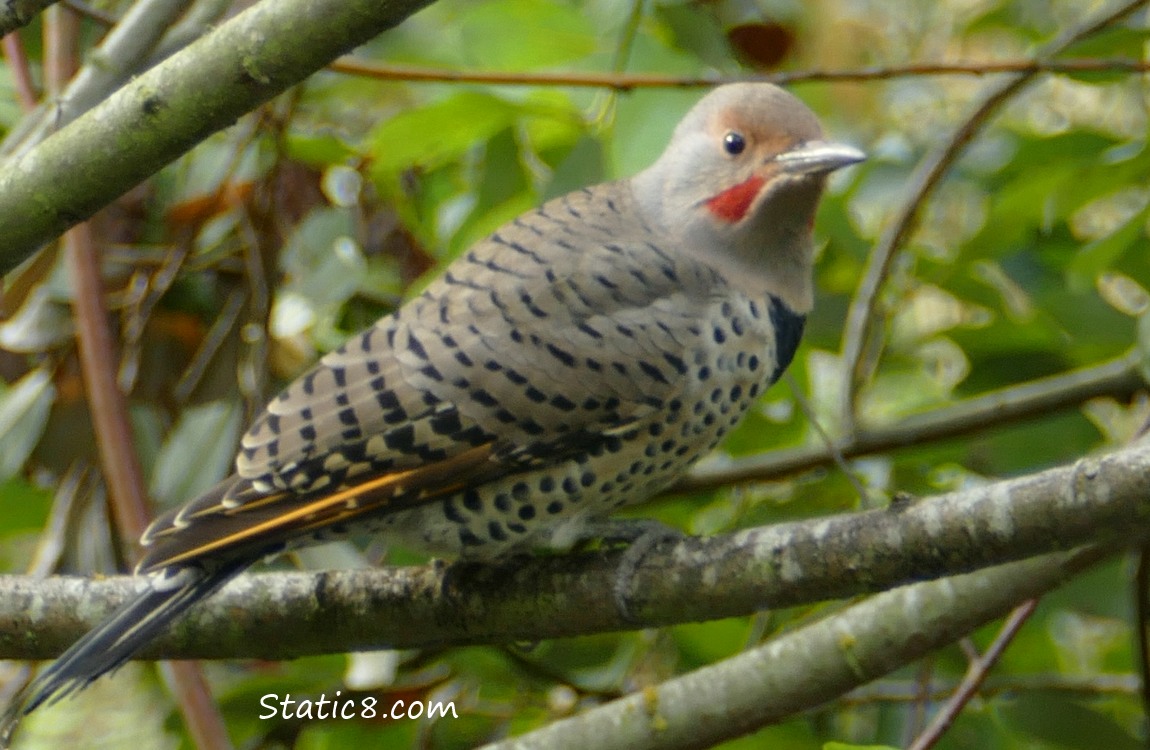 Northern Flicker perching