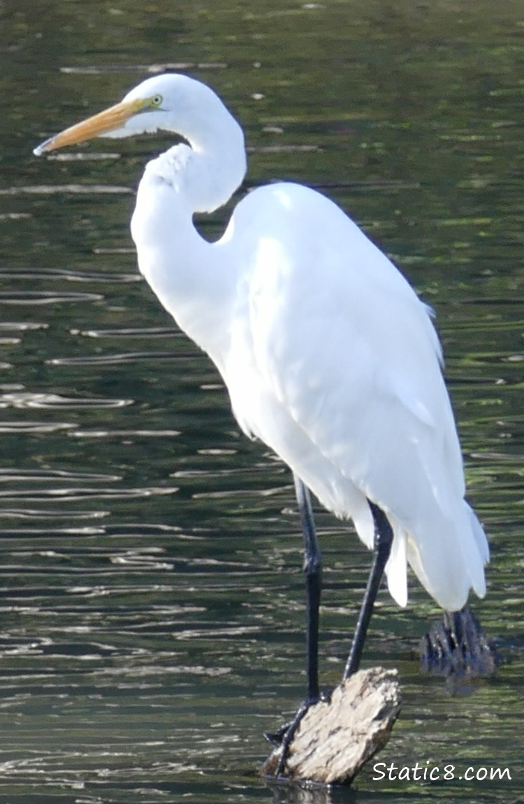 Great Egret