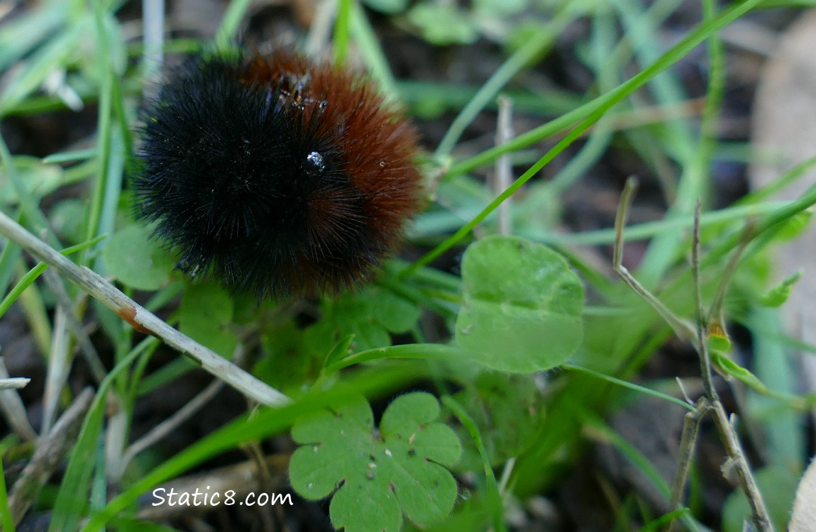 Scared Woolly Bear in a ball in the grass