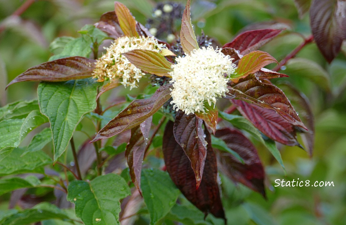 white Blooms on a Red Osier Dogwood, red and green leaves