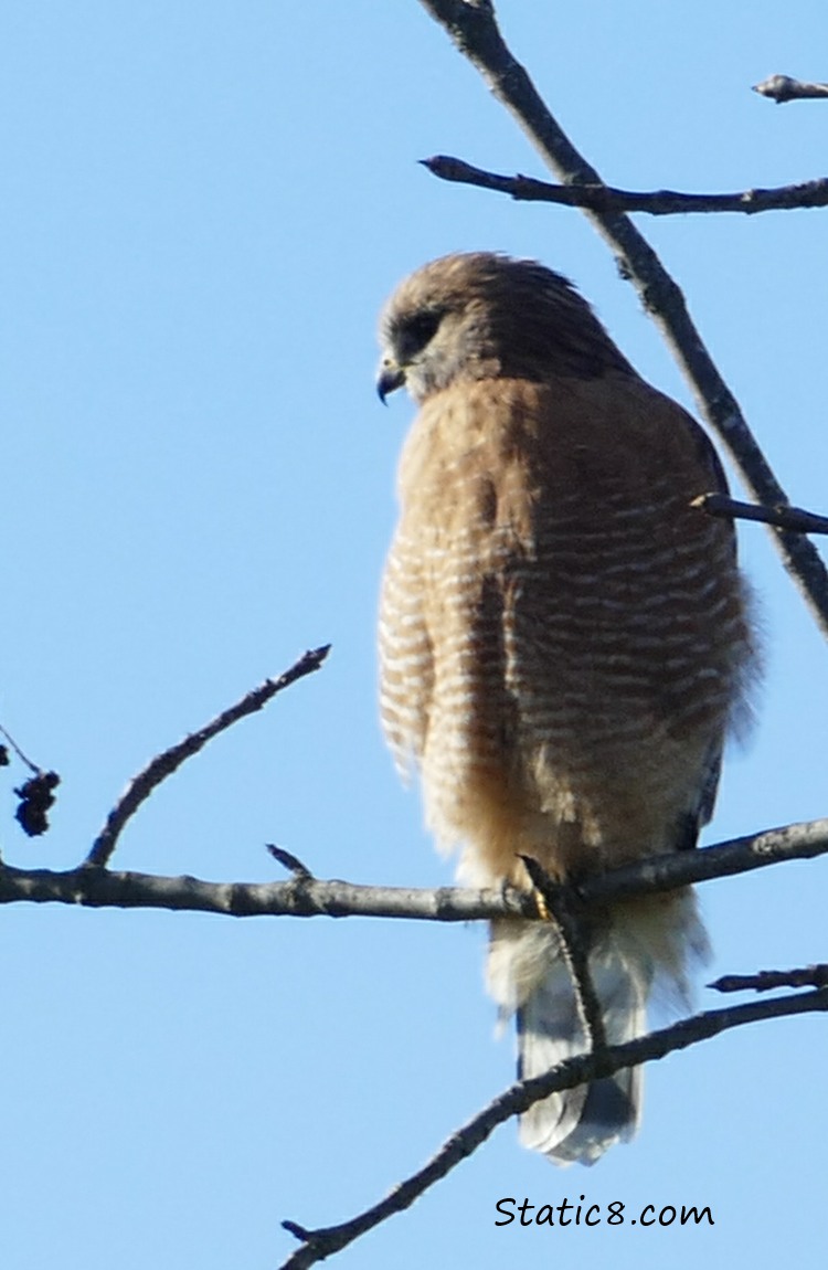 Red Shoulder Hawk standing on a branch with blue sky