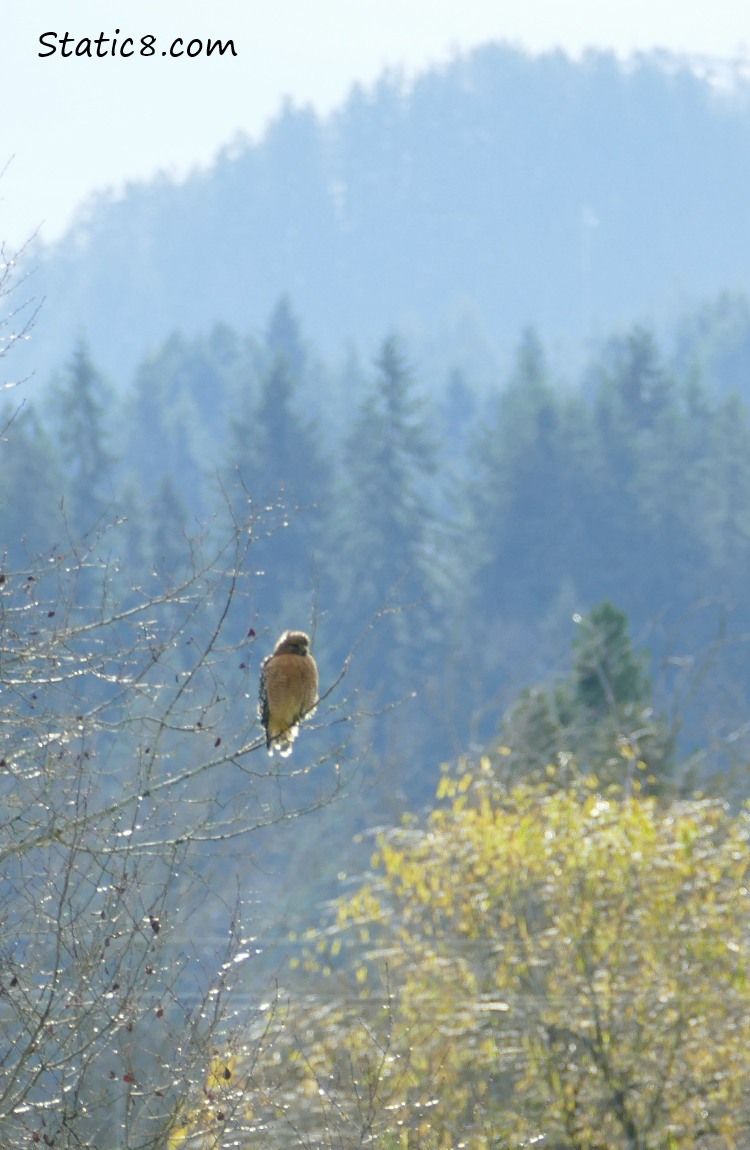 Red Shoulder Hawk