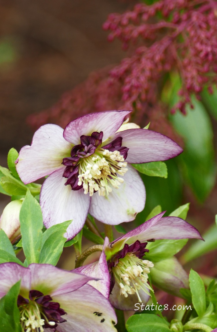 Lenten Roses