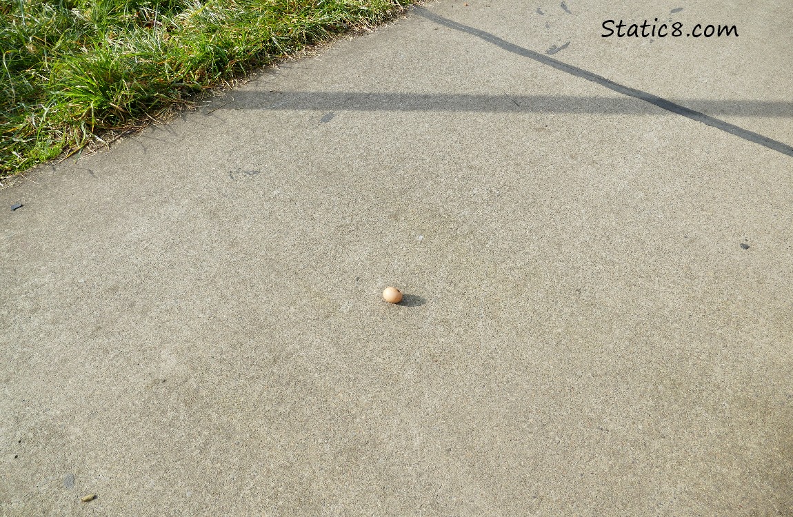 a duck egg on the bike path