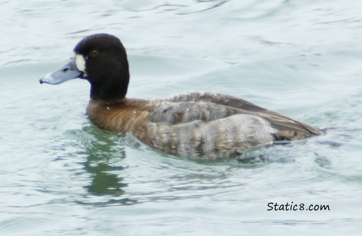 Female Greater or Lesser Scaup