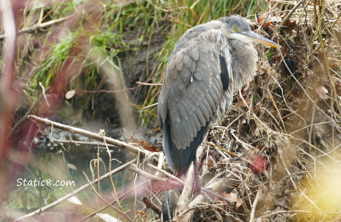 Great Blue Heron